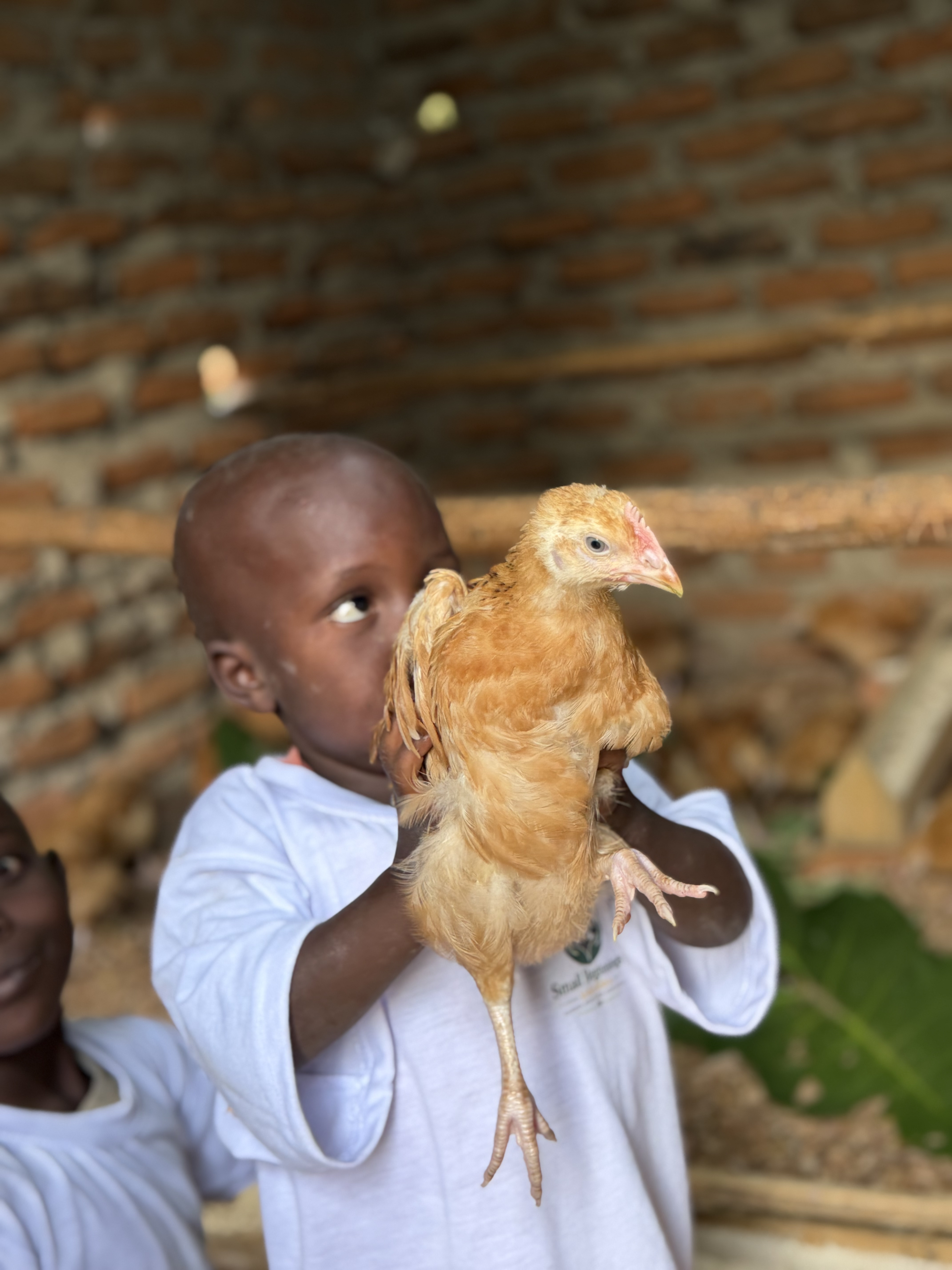 Child holding a chicken